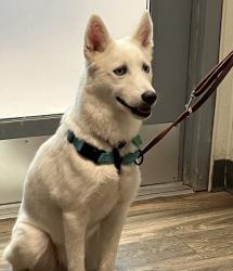 Shelter Stray Female Dog last seen Near Adam Avenue, San Diego, CA, 92115, 5500 Gaines St, San Diego, CA 92110, USA