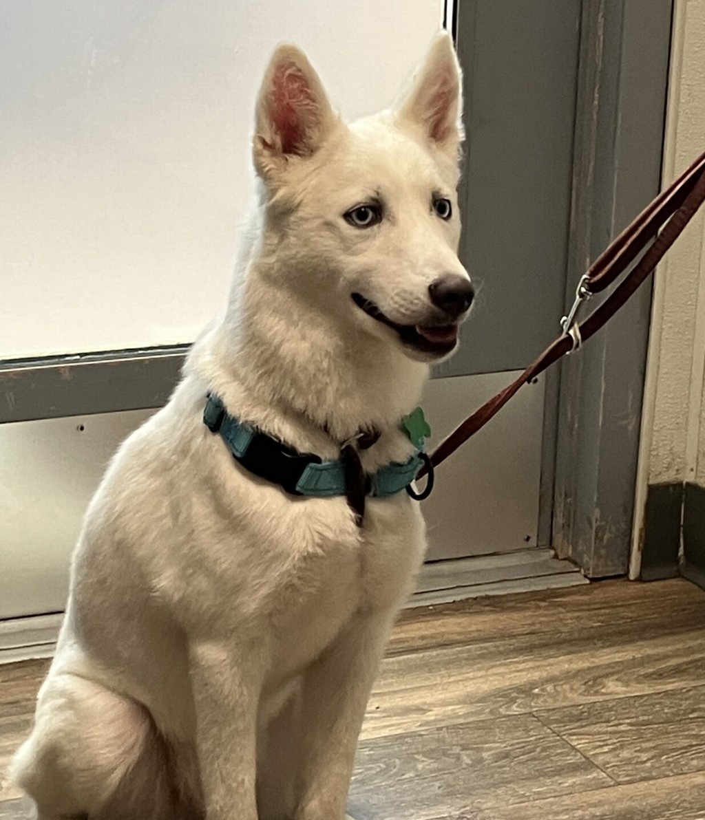 Shelter Stray Female Dog last seen Near Adam Avenue, San Diego, CA, 92115, 5500 Gaines St, San Diego, CA 92110, USA