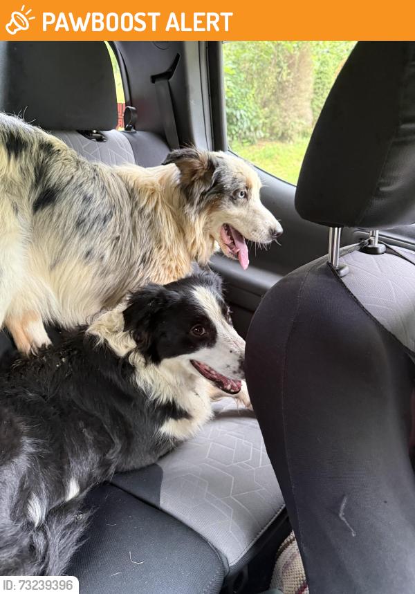 Found/Stray Unknown Dog last seen Slaughterhouse lane, Dunbar Township, PA 15431