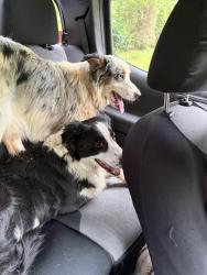 Found/Stray Unknown Dog last seen Slaughterhouse lane, Dunbar Township, PA 15431