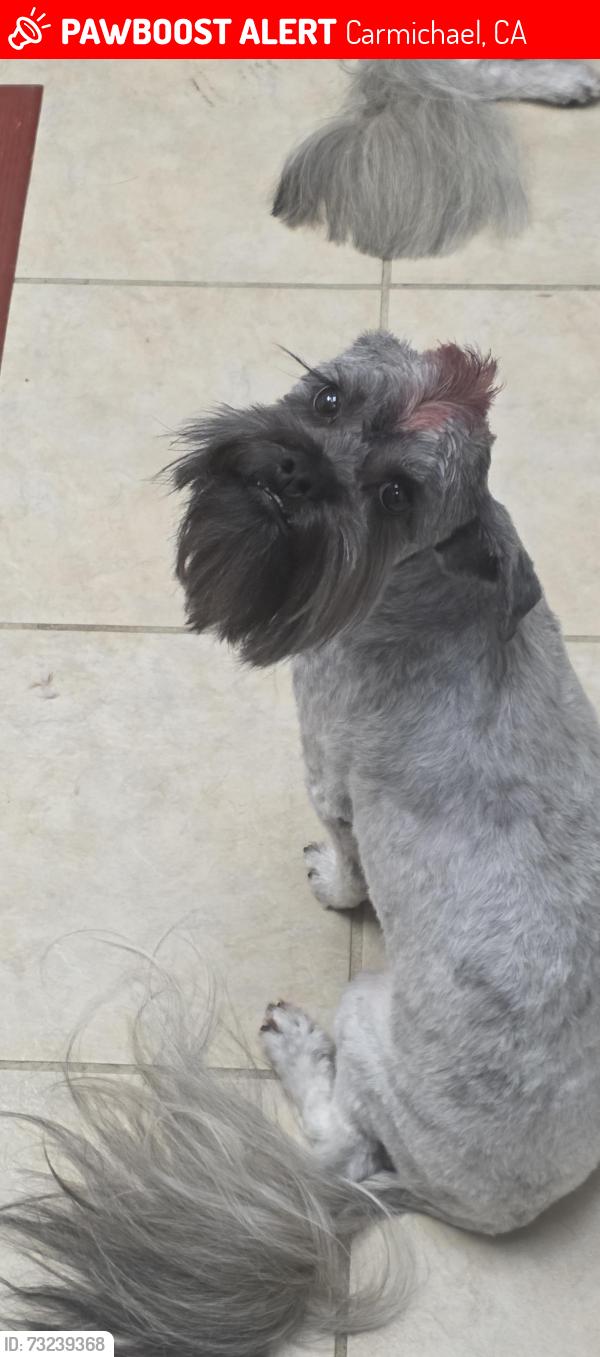 Lost Male Dog last seen Madison and Dewey, Carmichael, CA 95628