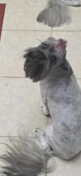 Lost Male Dog last seen Madison and Dewey, Carmichael, CA 95628
