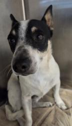 Shelter Stray Male Dog last seen Near Leia Street, San Diego, CA, 92115, El Cajon, CA 92020, USA