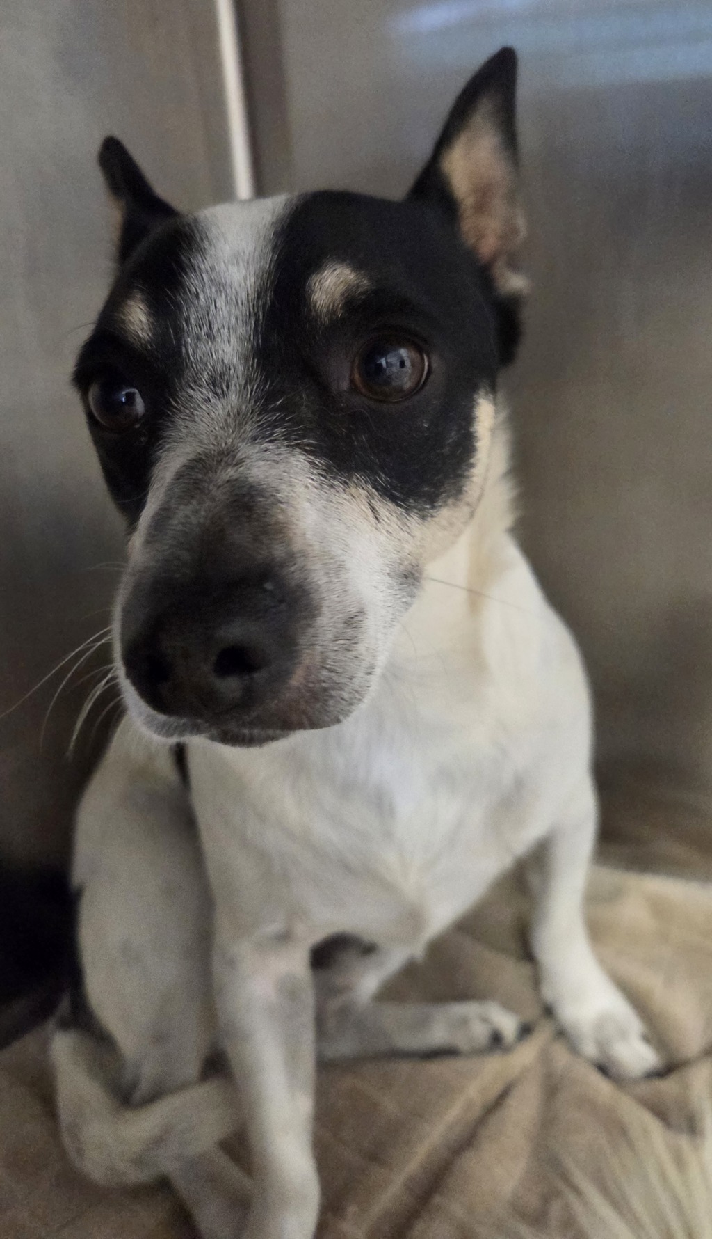 Shelter Stray Male Dog last seen Near Leia Street, San Diego, CA, 92115, El Cajon, CA 92020, USA