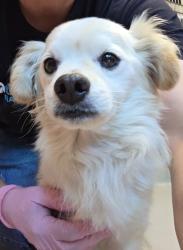 Shelter Stray Male Dog last seen Near Leia Street, San Diego, CA, 92115, El Cajon, CA 92020, USA