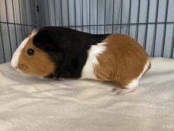 Shelter Stray Female Other last seen Near Avenida Olmeda, Carlsbad, CA, 92009, Escondido, CA 92027, USA