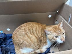 Shelter Stray Male Cat last seen Unknown, NEW YORK, NY, 10029, 326 E 110th St, New York, NY 10029, USA