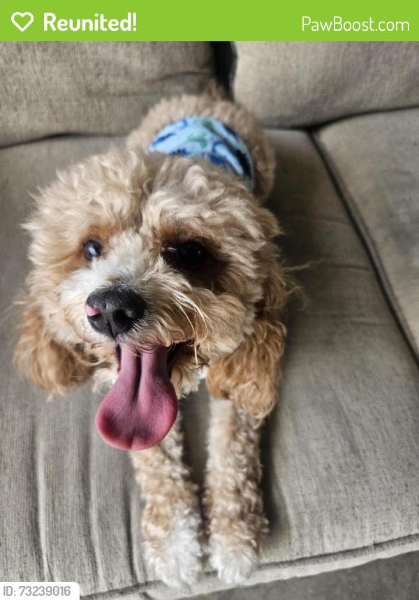 Reunited Male Dog last seen Tidwell and beltway 8, Houston, TX 77044