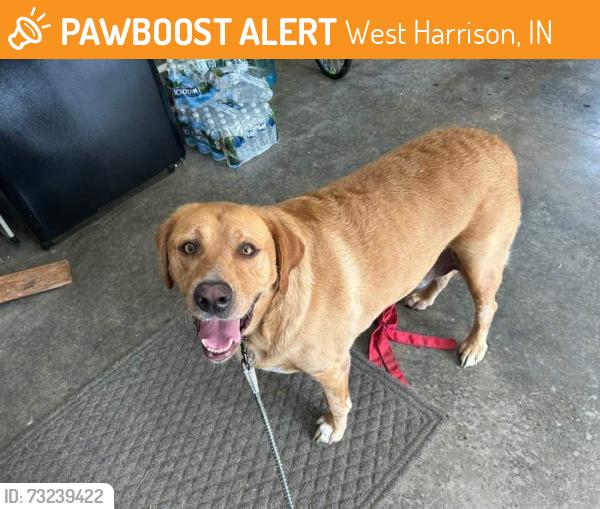 Found/Stray Male Dog last seen Pinhook rd, West Harrison, IN 47060