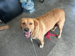 Found/Stray Male Dog last seen Pinhook rd, West Harrison, IN 47060