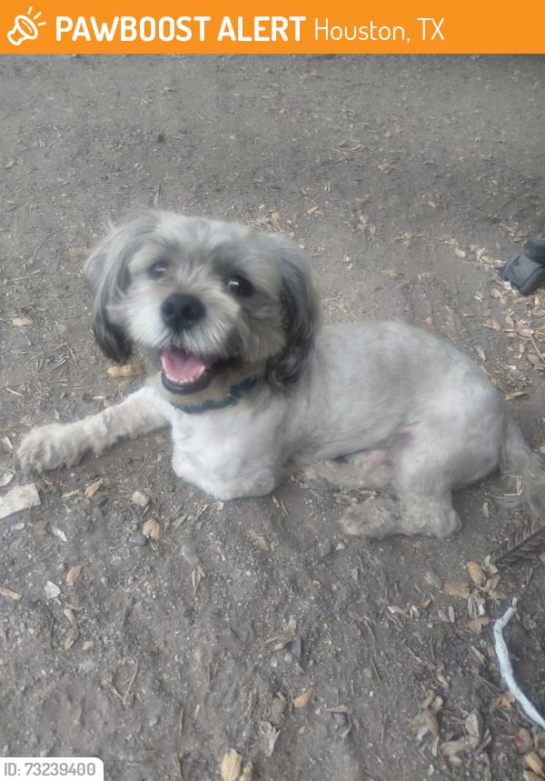 Found/Stray Male Dog last seen He was found by college and 45 south, Houston, TX 77034