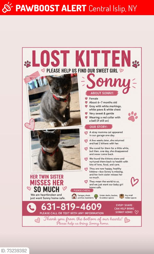 Lost Female Cat last seen Prospect ave, Central Islip, NY 11722