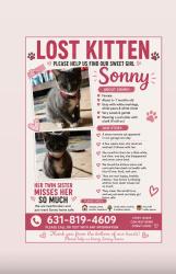 Lost Female Cat last seen Prospect ave, Central Islip, NY 11722
