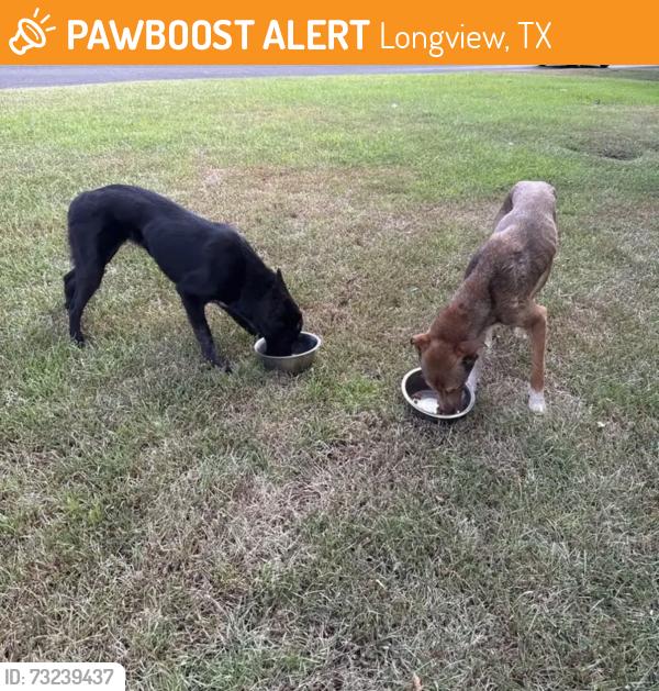 Found/Stray Male Dog last seen Buckner & Evergreen, Longview, TX 75604