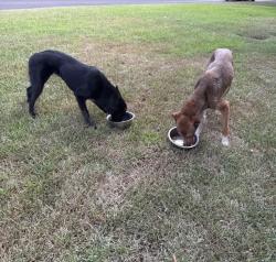 Found/Stray Male Dog last seen Buckner & Evergreen, Longview, TX 75604