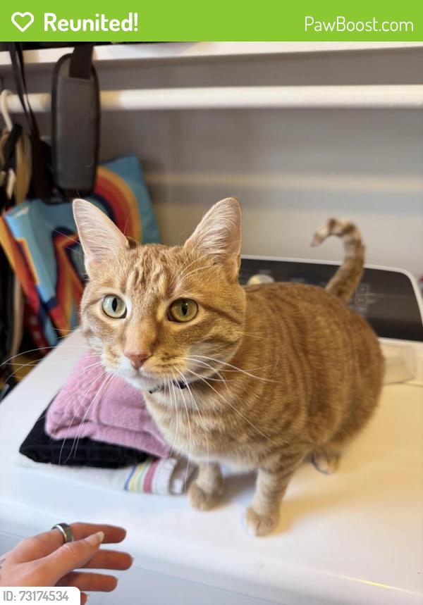 Reunited Female Cat last seen Meade Ave and Patterson st, Nashville, TN 37211