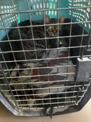 Reunited Male Cat last seen 164th Street & Hillside Ave, Queens, NY 11432