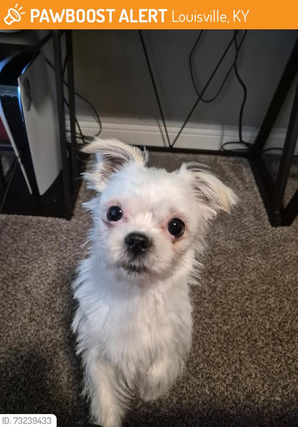 Found/Stray Male Dog last seen Near Eight bells Ln zip 40258, Louisville, KY 40272