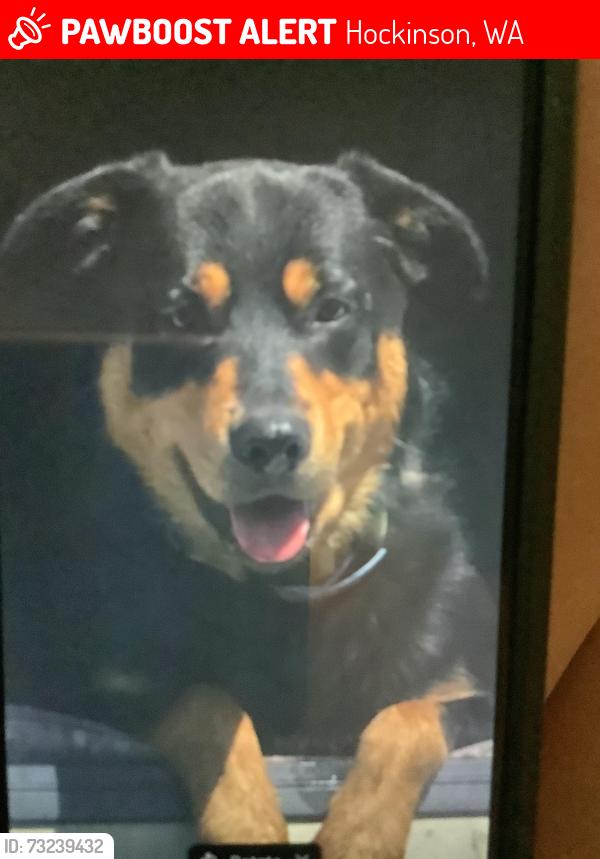 Lost Male Dog last seen Alva’s road, Hockinson, WA 98606