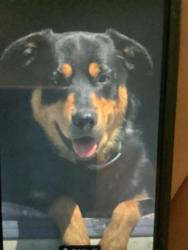 Lost Male Dog last seen Alva’s road, Hockinson, WA 98606