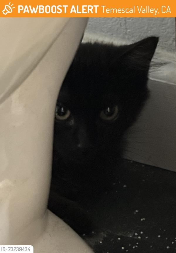 Found/Stray Unknown Cat last seen Golden locust and Clay Canyon, Temescal Valley, CA 92883