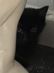 Found/Stray Unknown Cat last seen Golden locust and Clay Canyon, Temescal Valley, CA 92883