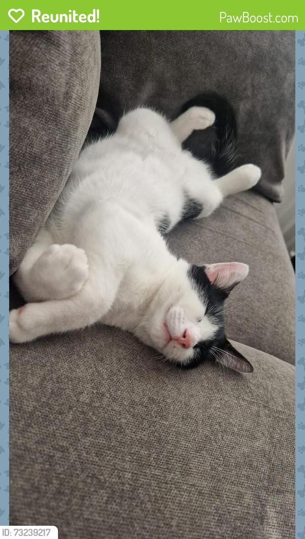 Reunited Male Cat last seen Castle news, North Northamptonshire, England NN8 1LS