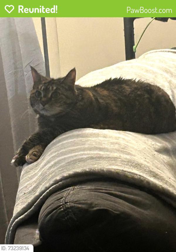 Reunited Female Cat last seen Colony rd, Camp Hill, PA 17011