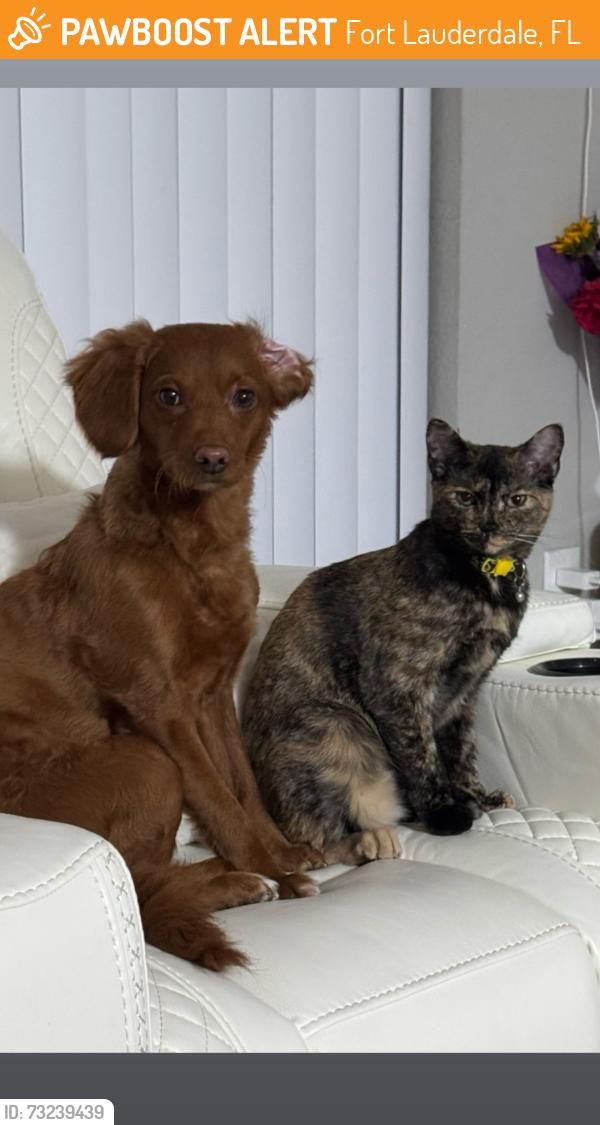 Surrendered Female Cat last seen Comercial blvd, Fort Lauderdale, FL 33308