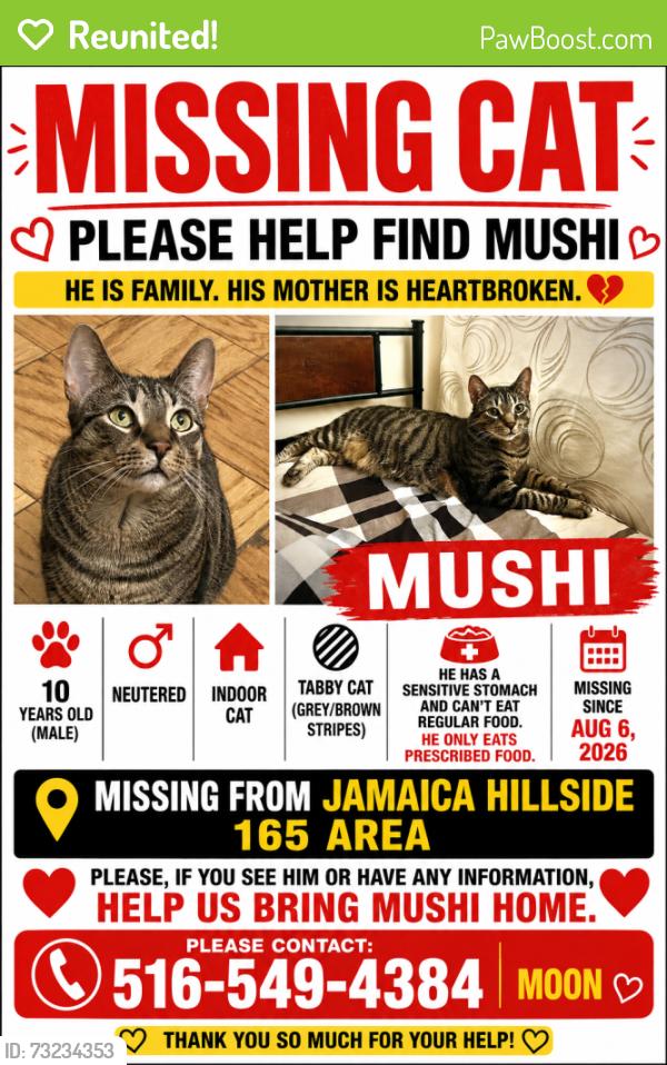 Reunited Male Cat last seen 164th Street & Hillside Ave, Queens, NY 11432