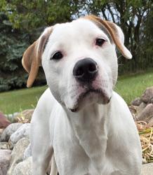 Found/Stray Male Dog last seen Williamston and Howell Road area, Ingham County, MI 48895