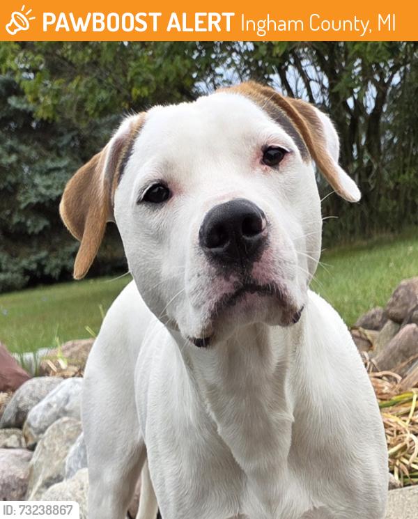 Found/Stray Male Dog last seen Williamston and Howell Road area, Ingham County, MI 48895
