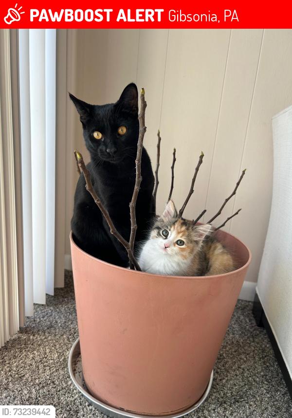 Lost Male Cat last seen Gibsonia,PA, Gibsonia, PA 15044