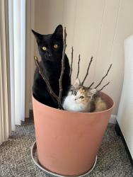 Lost Male Cat last seen Gibsonia,PA, Gibsonia, PA 15044