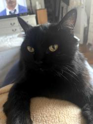 Reunited Female Cat last seen Loma vista, ventura,ca, Ventura, CA 93003
