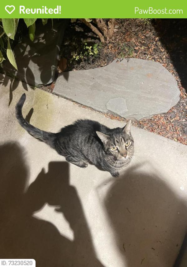 Reunited Male Cat last seen Colosseum, Antioch, CA 94531