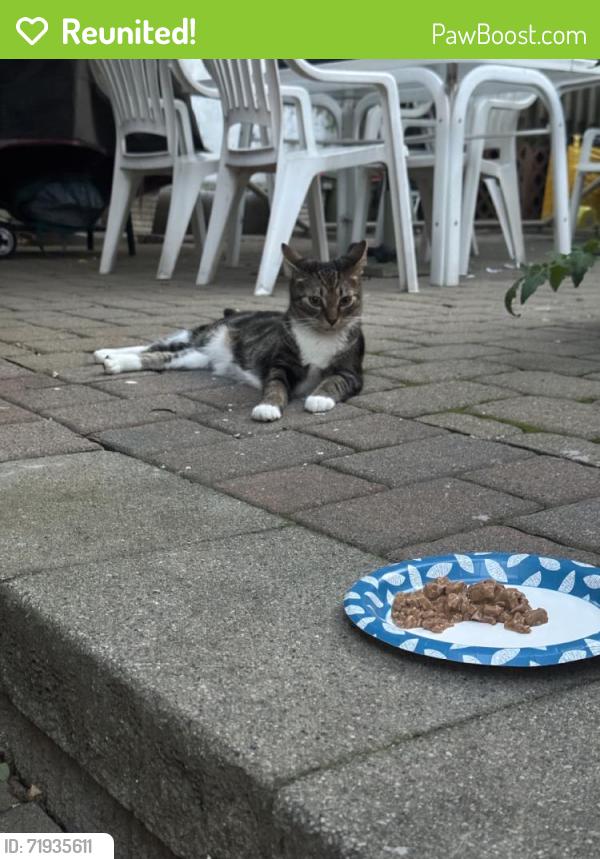Reunited Unknown Cat last seen Gorge Road, Cliffside Park, NJ 07010