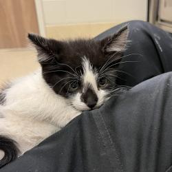 Shelter Stray Male Cat last seen , 54687 Co Rd 19, Bristol, IN 46507, USA