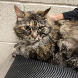Shelter Stray Female Cat last seen , 54687 Co Rd 19, Bristol, IN 46507, USA