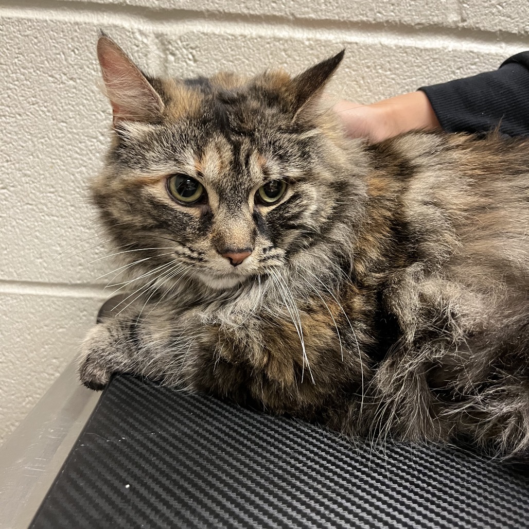 Shelter Stray Female Cat last seen , 54687 Co Rd 19, Bristol, IN 46507, USA