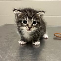 Shelter Stray Female Cat last seen , 54687 Co Rd 19, Bristol, IN 46507, USA