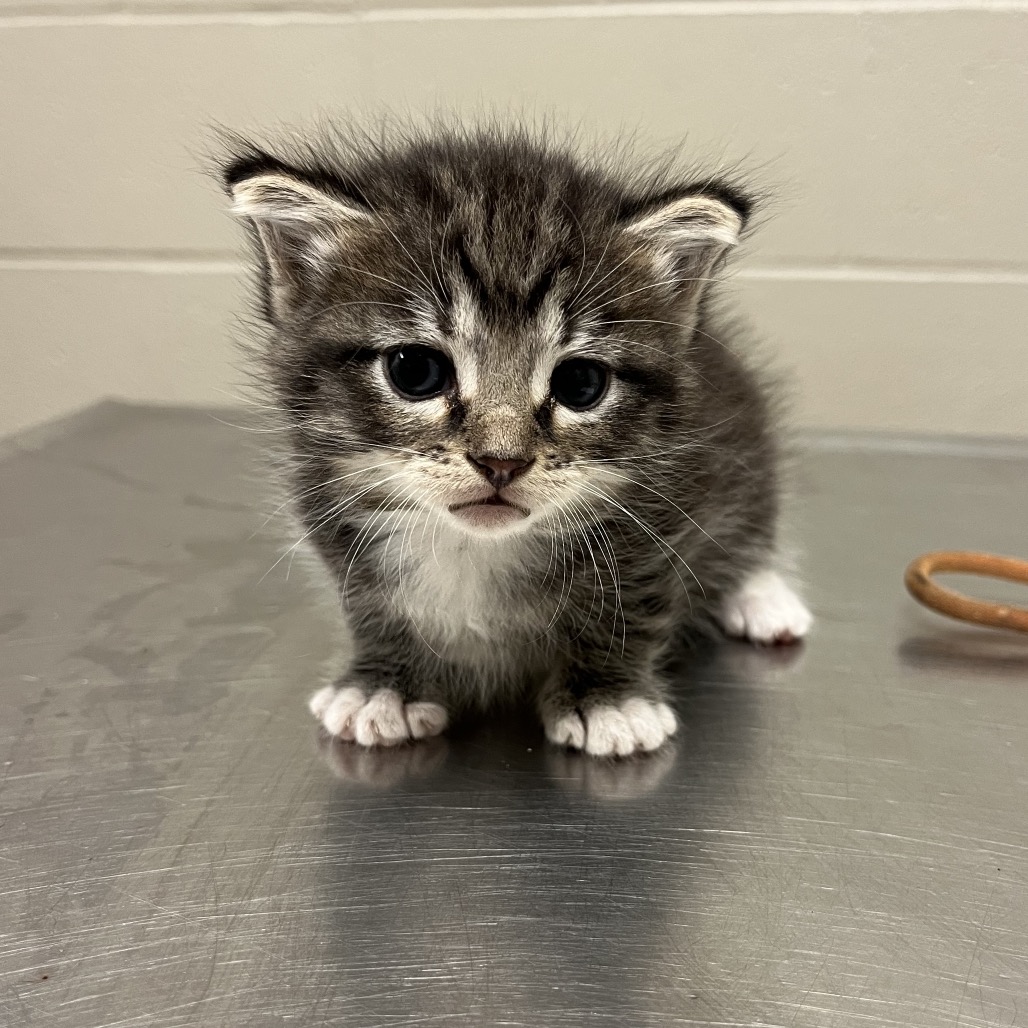 Shelter Stray Female Cat last seen , 54687 Co Rd 19, Bristol, IN 46507, USA