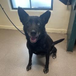 Shelter Stray Female Dog last seen , 361 S Raymond Ave, Pasadena, CA 91105, USA