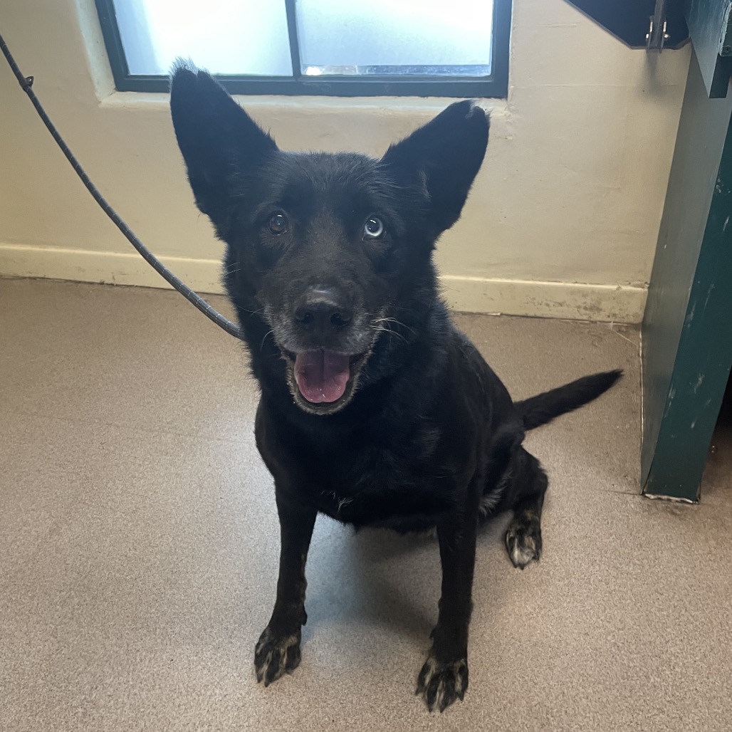 Shelter Stray Female Dog last seen , 361 S Raymond Ave, Pasadena, CA 91105, USA