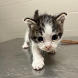 Shelter Stray Female Cat last seen , 54687 Co Rd 19, Bristol, IN 46507, USA
