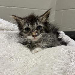 Shelter Stray Female Cat last seen , 54687 Co Rd 19, Bristol, IN 46507, USA