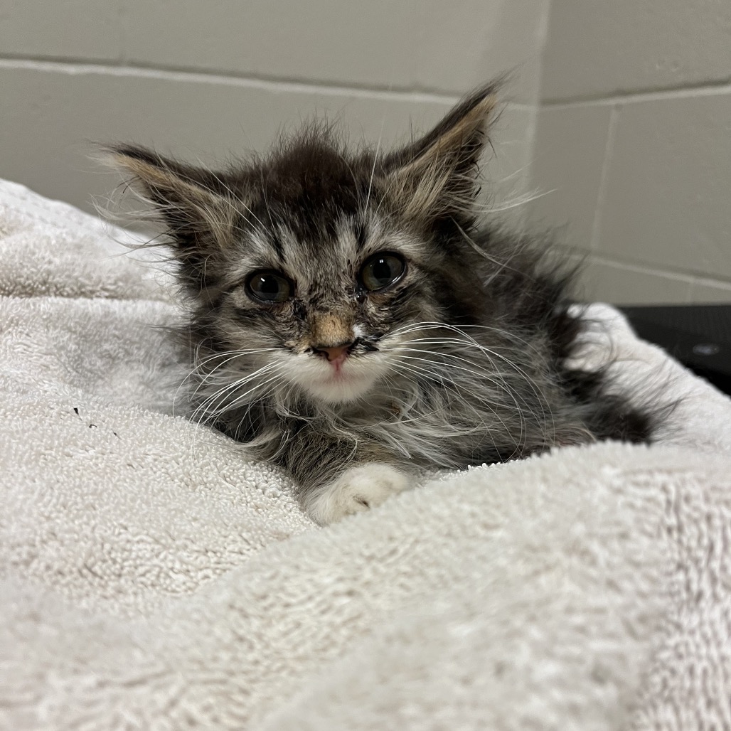 Shelter Stray Female Cat last seen , 54687 Co Rd 19, Bristol, IN 46507, USA
