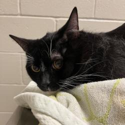 Shelter Stray Male Cat last seen , 54687 Co Rd 19, Bristol, IN 46507, USA