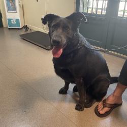 Shelter Stray Male Dog last seen , 361 S Raymond Ave, Pasadena, CA 91105, USA