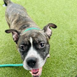 Shelter Stray Female Dog last seen , Animal Care & Control Team of Philly, 111 W Hunting Park Ave, Philadelphia, PA 19140, USA